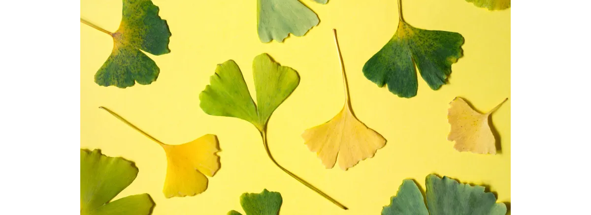 Гинкго Билоба: как он «чистит» голову и есть ли в этом смысл