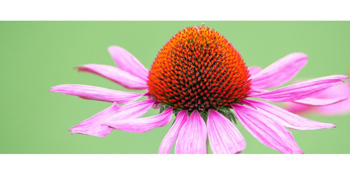 Эхинацея: растительный экстракт с доказанным иммуномодулирующим действием