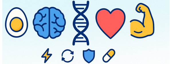 Гайд по холину: ключевой компонент ноотропов