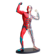 Модель мышц и скелета человека Edu-Toys сборная 19 см