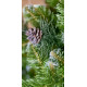 Ялинка із білим напиленням та шишками SNOWY CONE TREE