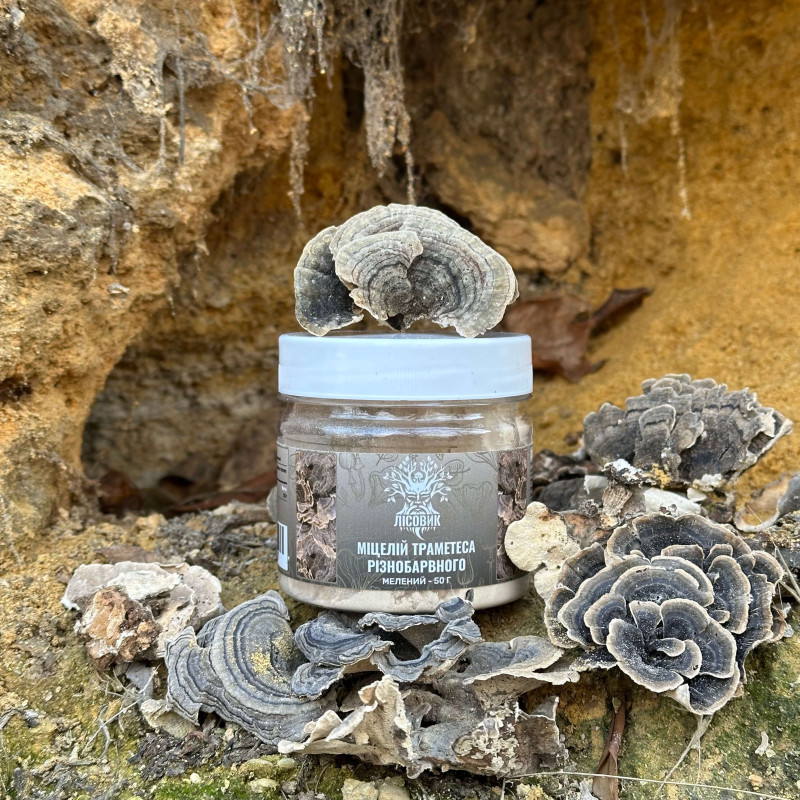 Мицелий Траметеса разноцветного, молотый, "Лесовик", 50 грамм