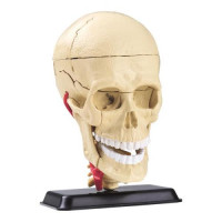 Модель черепа с нервами Edu-Toys сборная, 9 см