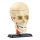 Модель черепа із нервами Edu-Toys збірна, 9 см