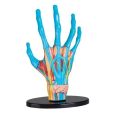 Модель руки Edu-Toys сборная для обучения 16,5 см