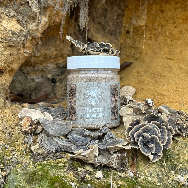 Траметес разноцветный, молотый, "Лесовик", 50 грамм