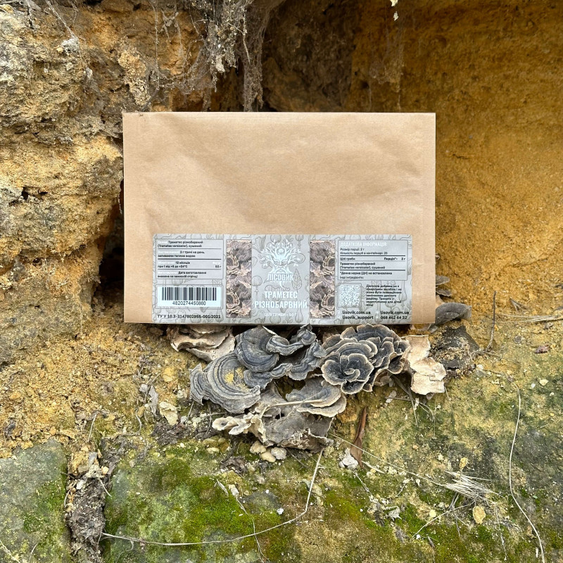 Траметес разноцветный, целые плодовые тела, "Лесовик", 50 грамм