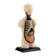 Модель туловища человека Edu-Toys сборная 12,7 см
