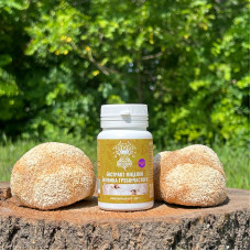 Екстракт міцелію Їжовика гребінчастого, "Лісовик", 60 капсул по 0.5 г